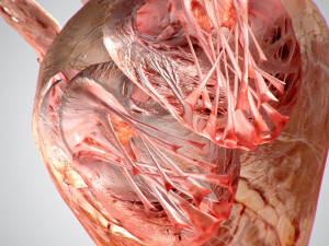heart no blood rigged animated 3D Model
