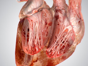 heart no blood rigged animated 3D Model