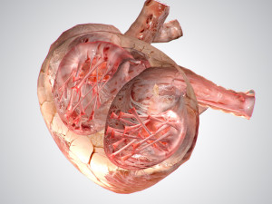 heart no blood rigged animated 3D Model