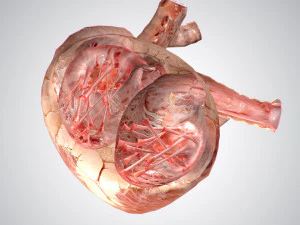 heart no blood rigged animated 3D Model