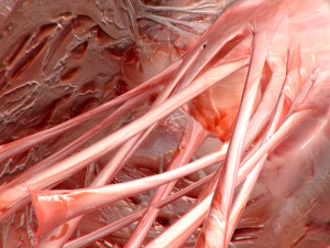 heart no blood rigged animated 3D Model