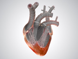 heart no blood rigged animated 3D Model