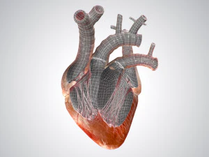 heart no blood rigged animated 3D Model