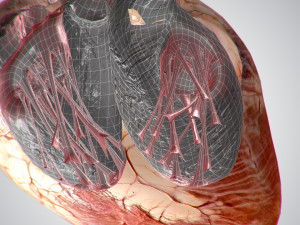 heart no blood rigged animated 3D Model