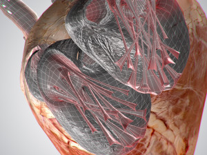 heart no blood rigged animated 3D Model