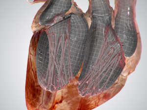 heart no blood rigged animated 3D Model