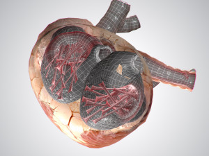 heart no blood rigged animated 3D Model