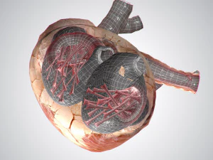 heart no blood rigged animated 3D Model