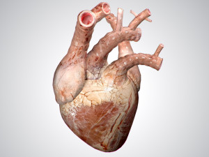 heart no blood rigged animated 3D Model