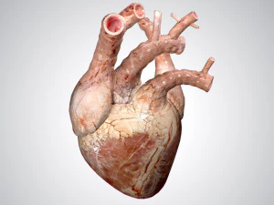heart no blood rigged animated 3D Model