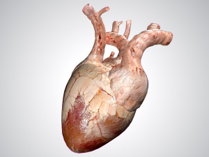 heart no blood rigged animated 3D Model