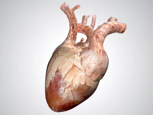 heart no blood rigged animated 3D Model