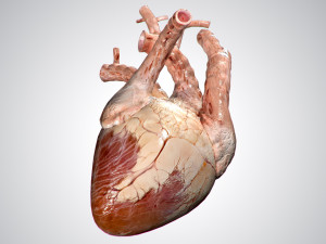heart no blood rigged animated 3D Model