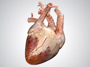 heart no blood rigged animated 3D Model