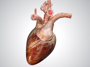 heart no blood rigged animated 3D Model