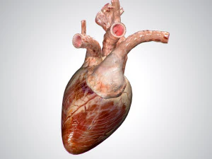 heart no blood rigged animated 3D Model