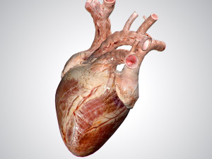 heart no blood rigged animated 3D Model