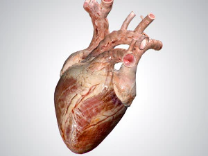 heart no blood rigged animated 3D Model