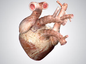 heart no blood rigged animated 3D Model