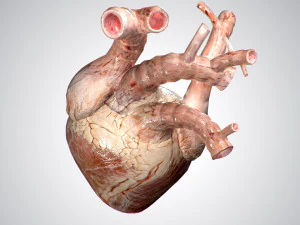 heart no blood rigged animated 3D Model