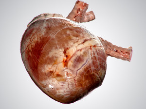 heart no blood rigged animated 3D Model