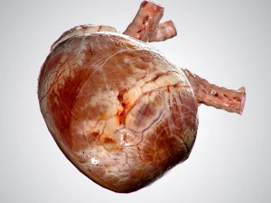 heart no blood rigged animated 3D Model