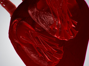 heart covered in blood rigged animated pbr 3D Model