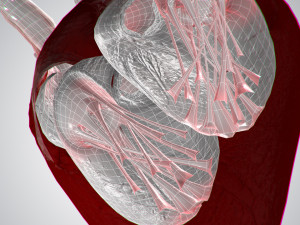 heart covered in blood rigged animated pbr 3D Model