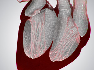 heart covered in blood rigged animated pbr 3D Model