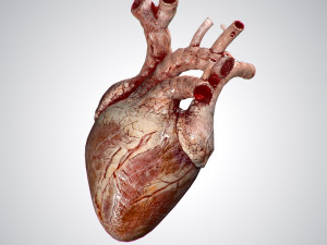 heart grungy rigged animated pbr 3D Model