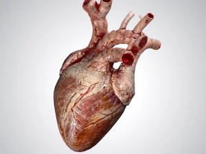 हार्ट ग्रन्जी रिग्ड एनिमेटेड पीबीआर 3D मॉडल