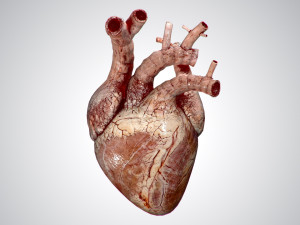 heart grungy rigged animated pbr 3D-Modell