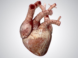 heart grungy rigged animated pbr 3D-Modell