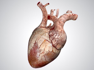 heart grungy rigged animated pbr 3D-Modell