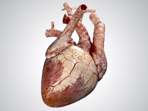 heart grungy rigged animated pbr 3D-Modell