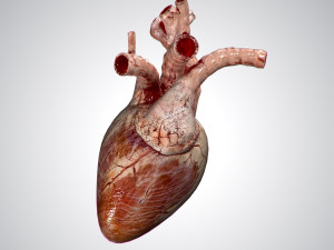 heart grungy rigged animated pbr 3D-Modell