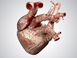 heart grungy rigged animated pbr 3D-Modell