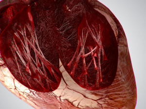 heart grungy rigged animated pbr 3D-Modell