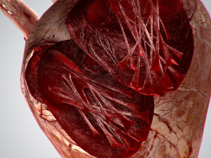 heart grungy rigged animated pbr 3D-Modell