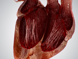 heart grungy rigged animated pbr 3D-Modell