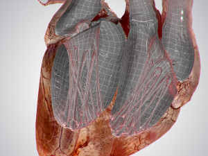 heart grungy rigged animated pbr 3D-Modell