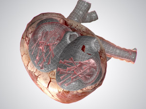 heart grungy rigged animated pbr 3D-Modell