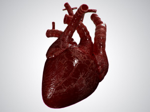 heart overblooded rigged animated pbr 3D Model
