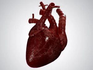 हार्ट ओवरब्लडेड धांधली एनिमेटेड पीबीआर 3D मॉडल