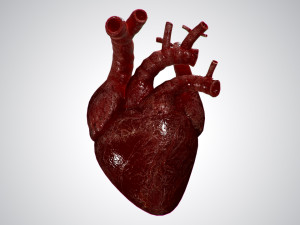heart overblooded rigged animated pbr 3D Model