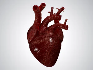 heart overblooded rigged animated pbr 3D Model