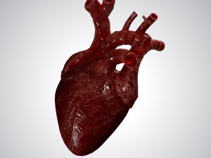 heart overblooded rigged animated pbr 3D Model
