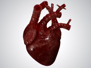 heart overblooded rigged animated pbr 3D Model