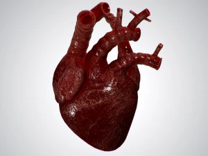 heart overblooded rigged animated pbr 3D Model