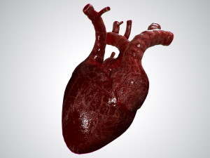 heart overblooded rigged animated pbr 3D Model